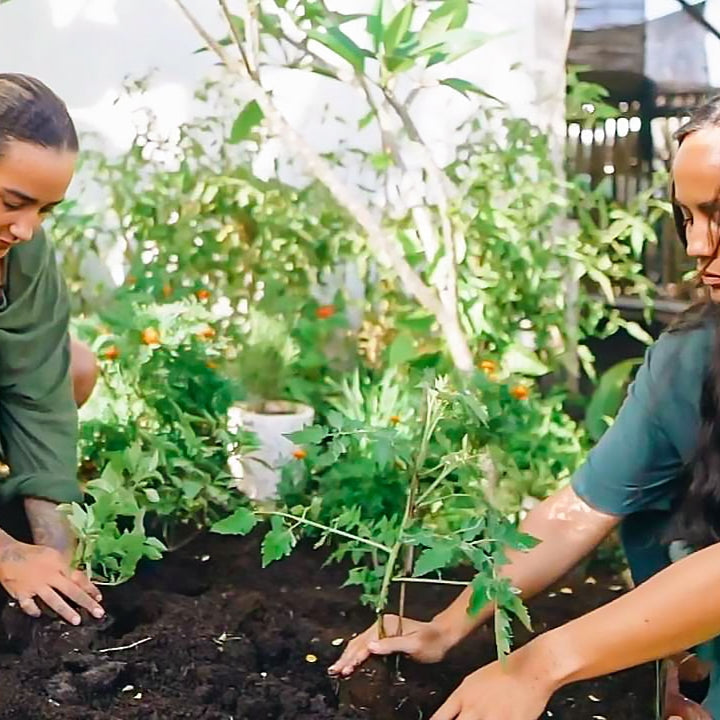 How to Grow Your Own Herb Garden